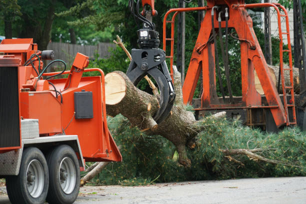 Best Affordable Tree Cutting  in Gatesville, TX